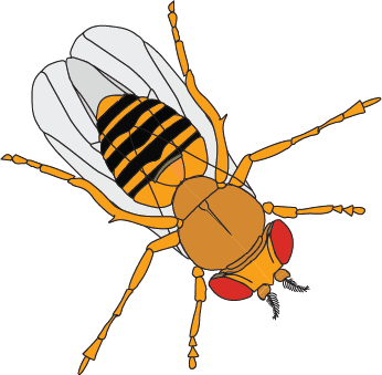 Drosophila.png