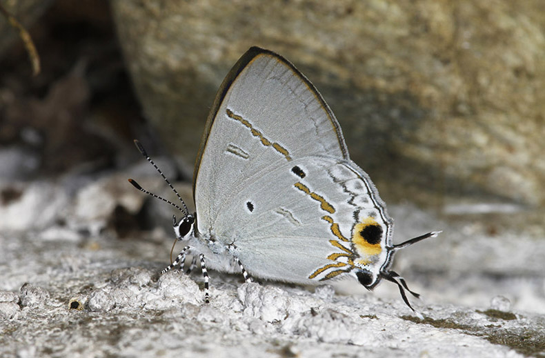 Hypolycaena narada